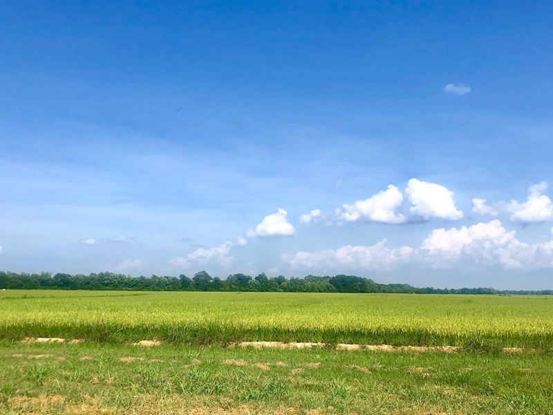 143 Irrigated Acres Farm Land Just : Poplar Bluff : Butler County : Missouri