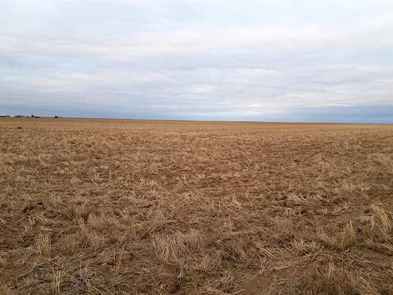Baca County Land Auction : Springfield : Baca County : Colorado