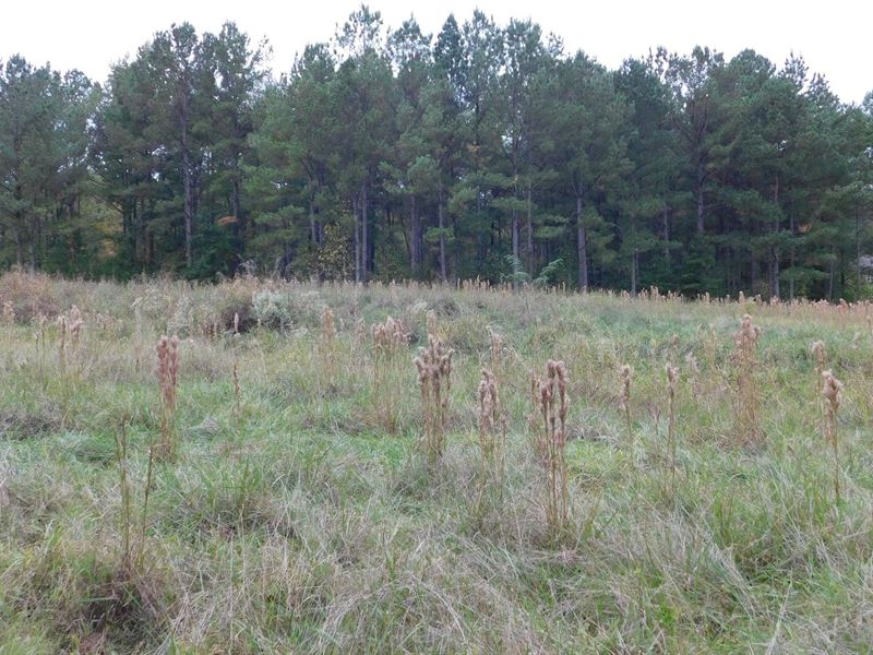 37 Residential Lots & 239 Acres : Fitzpatrick : Montgomery County : Alabama
