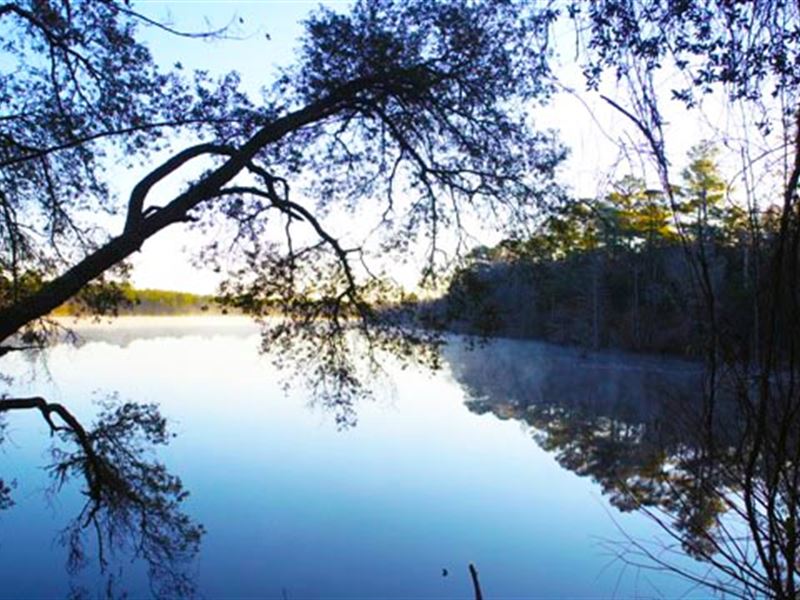 Home Sites, Recreation & Timber : Reidsville : Tattnall County : Georgia