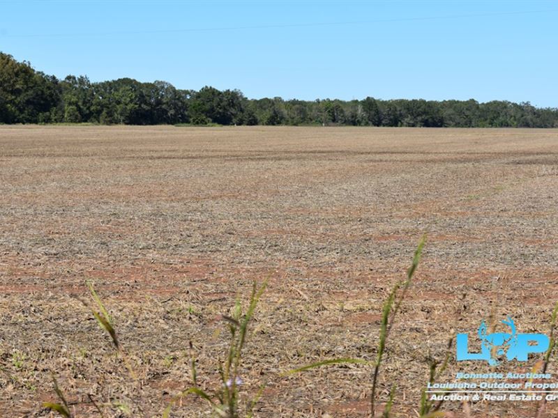 Beautiful Land in St, Landry, LA : Lebeau : Saint Landry Parish : Louisiana