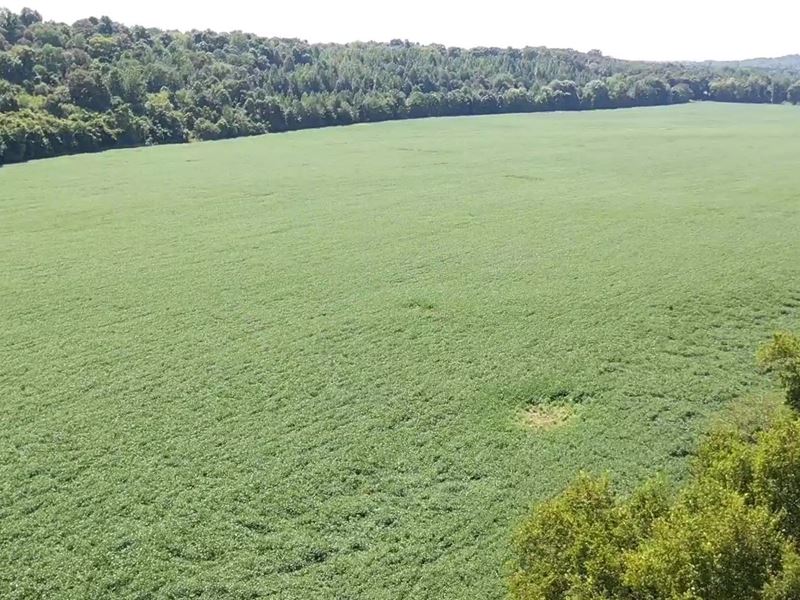 Auction-Court Ordered 98.27 Acres : Linden : Perry County : Tennessee