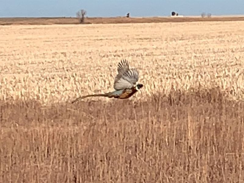 Quail Buffers & Cultivation : Ogallah : Graham County : Kansas