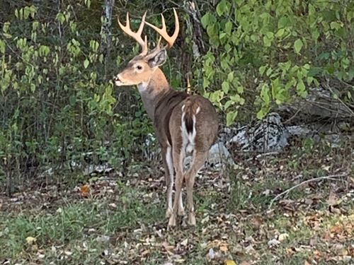 615 Acres With Home, Ponds + More : Ashville : Saint Clair County : Alabama