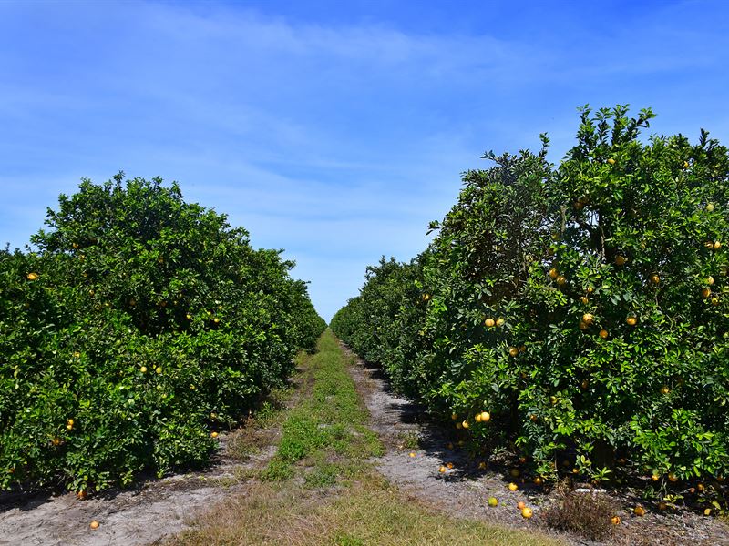 Florida Agricultural Portfolio : Vero Beach : Indian River County : Florida