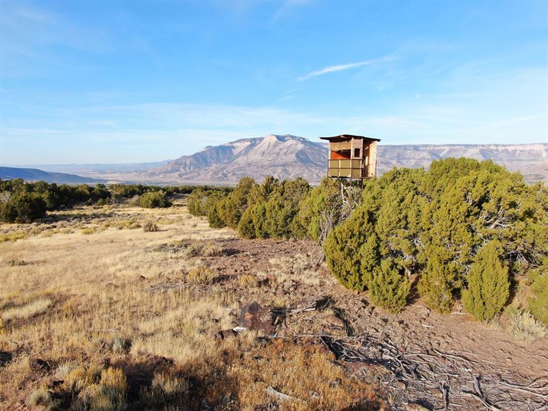 Prime Elk Hunting Land Western : Battlement Mesa : Garfield County : Colorado