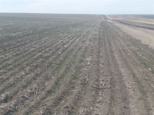 Sharon Springs Cultivation : Sharon Springs : Wallace County : Kansas