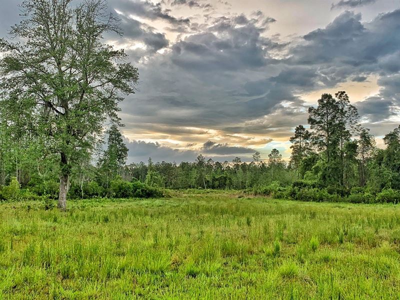 Auctioning 700 Acres Hunting Land : Madison : Madison County : Florida