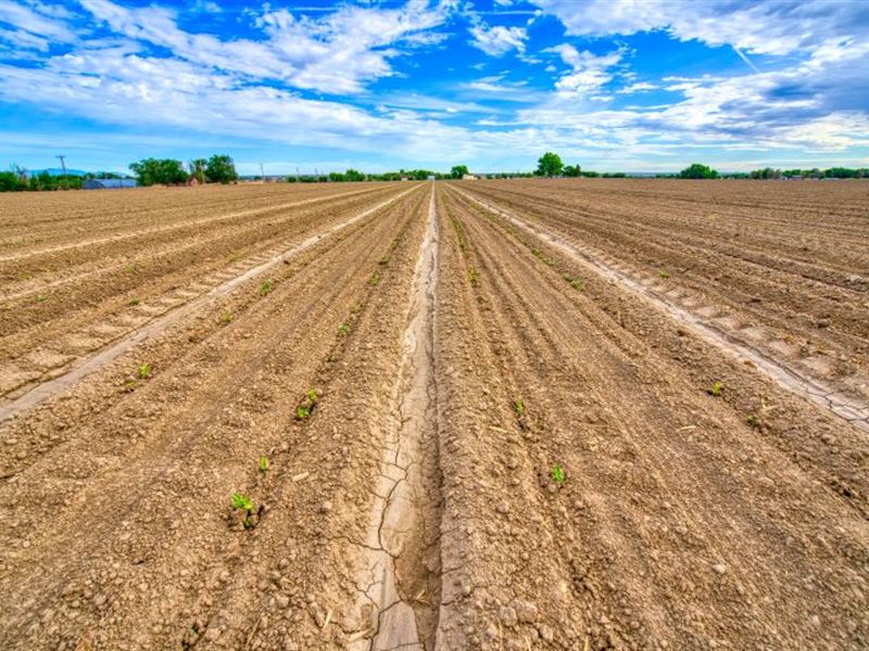 Avondale Irrigated Farm Ground : Avondale : Pueblo County : Colorado