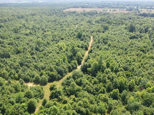 152 Acre Online Only Hunting Land : Detroit : Red River County : Texas