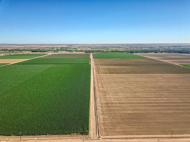 Avondale Irrigated Farm Ground : Avondale : Pueblo County : Colorado