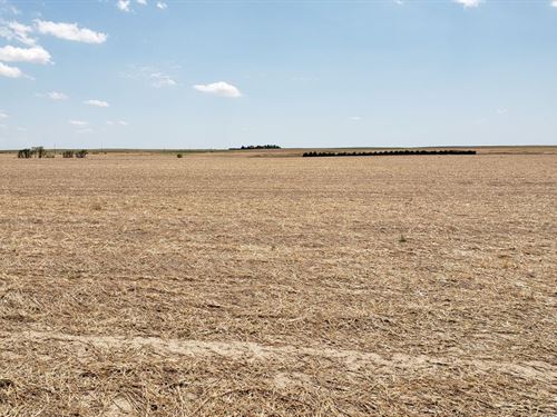New Haven Dryland Auction : Fleming : Logan County : Colorado