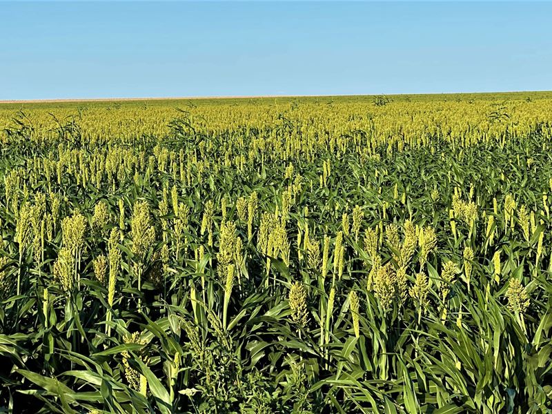 Gove County, KS Farm Hunting Land : Gove : Gove County : Kansas
