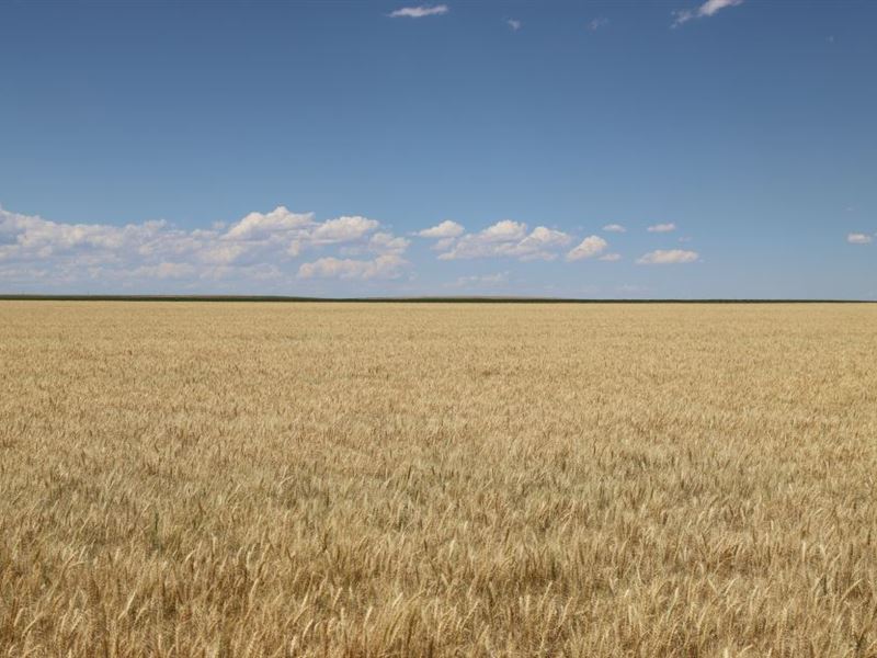 Hendrich Farms, Inc Dryland Auction : Akron : Washington County : Colorado