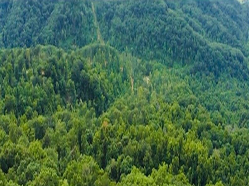 East Tennessee Auction Hawkins : Rogersville : Hawkins County : Tennessee