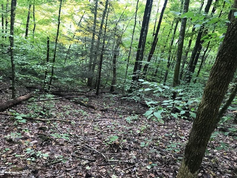Tennessee Land Auction Hancock : Thorn Hill : Hancock County : Tennessee