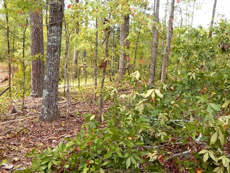 Excellent Hunting Opportunity : Grenada : Grenada County : Mississippi