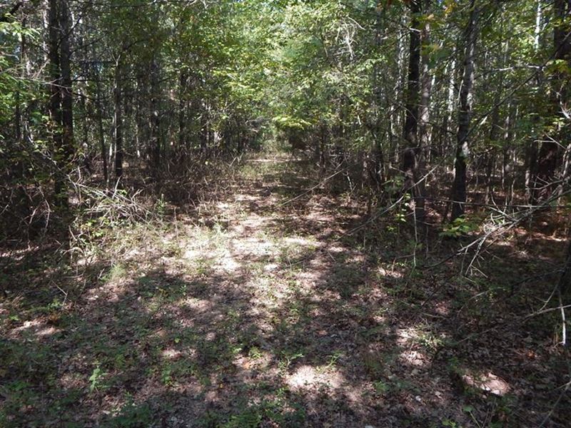 Deer and Ducks : Marks : Quitman County : Mississippi