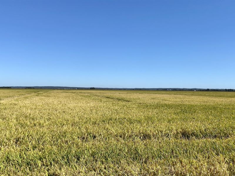 Cropland Near Dave Donaldson Wma : Delaplaine : Greene County : Arkansas