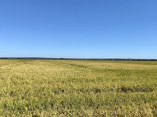 Cropland Near Dave Donaldson Wma : Delaplaine : Greene County : Arkansas