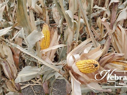 Logan County Pivots Land Auction : Stapleton : Logan County : Nebraska
