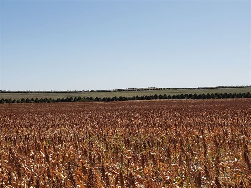 SW Fleming Land Auction : Fleming : Logan County : Colorado
