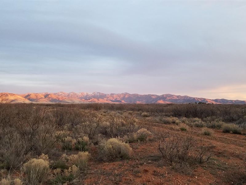 Online Auction 38.79 Acres Farm : Pearce : Cochise County : Arizona