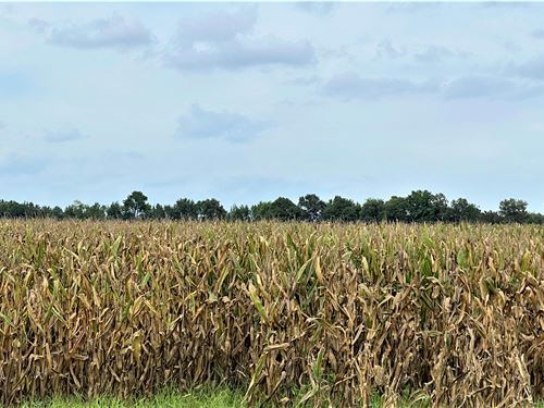 40+/-Ac Online Auction at Jonesboro : Jonesboro : Craighead County : Arkansas