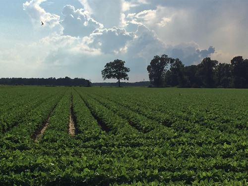 80+/- Online Auction Near Colt : Colt : Cross County : Arkansas