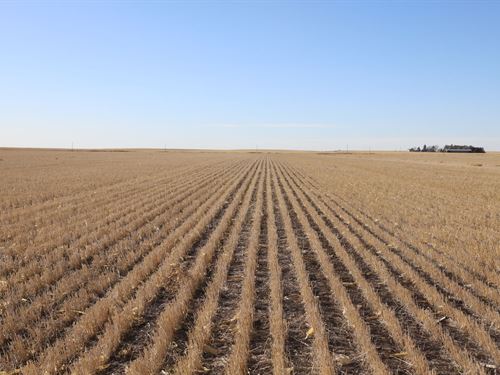 Cole Farm, Llc Auction : Brule : Keith County : Nebraska