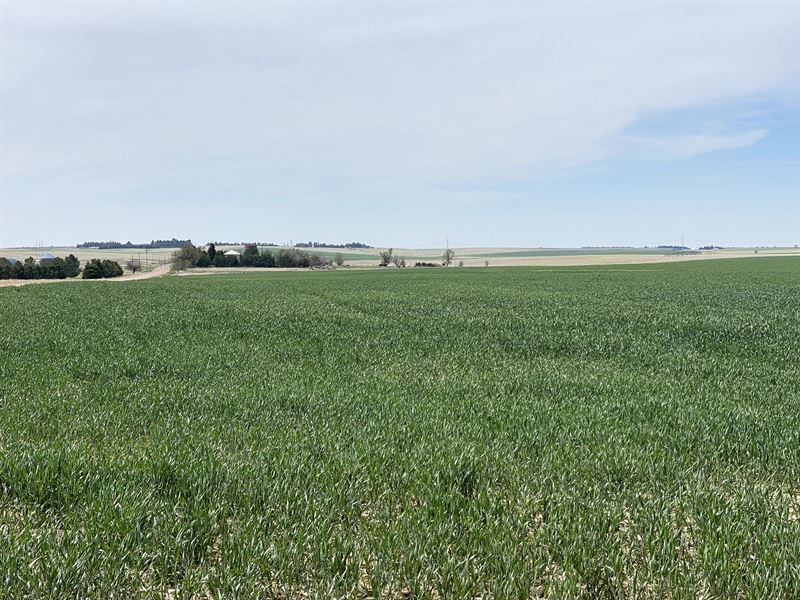 Kit Carson County Irrigated Farm : Burlington : Kit Carson County : Colorado
