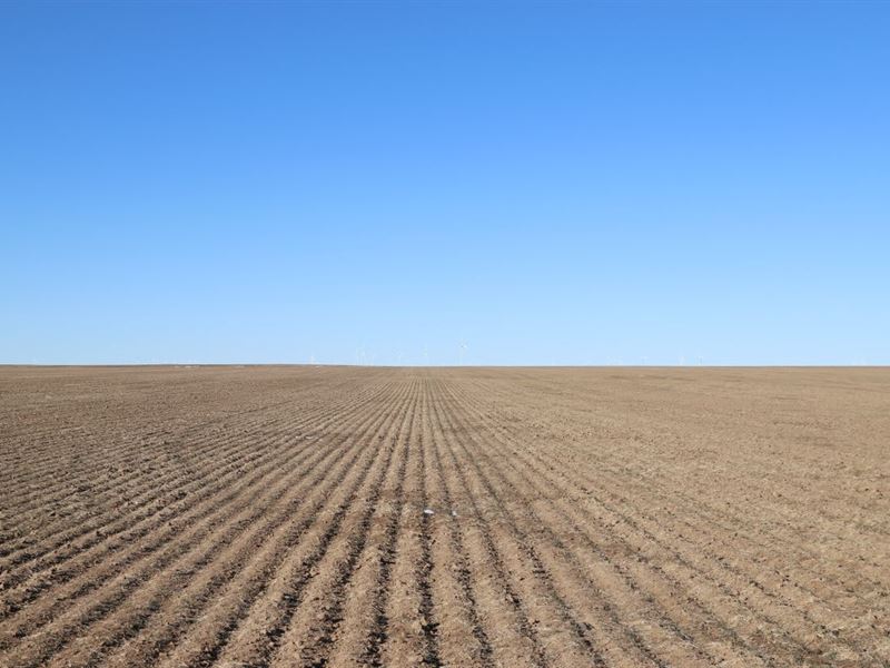 Flagler Dryland Auction : Flagler : Kit Carson County : Colorado