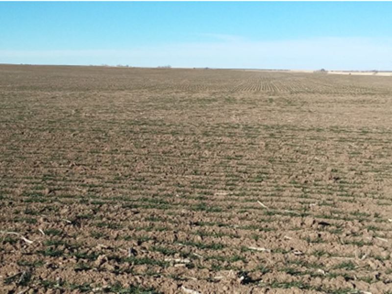 Ness Co. Cultivation & Grassland : Ransom : Ness County : Kansas