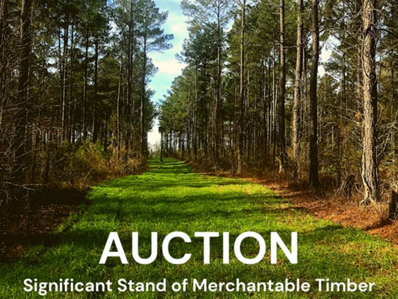 Significant Stand of Timber : Dublin : Laurens County : Georgia