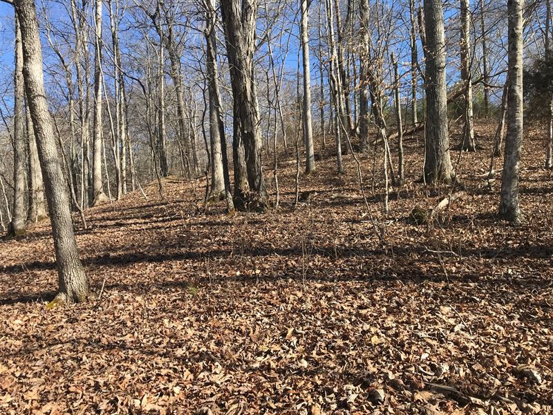 Auction Hawkins County Tennessee : Rogersville : Hawkins County : Tennessee