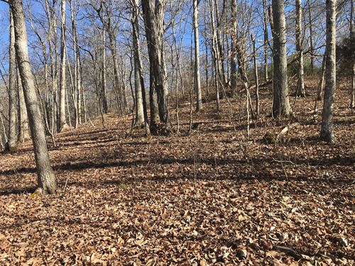 Auction Hawkins County Tennessee : Rogersville : Hawkins County : Tennessee