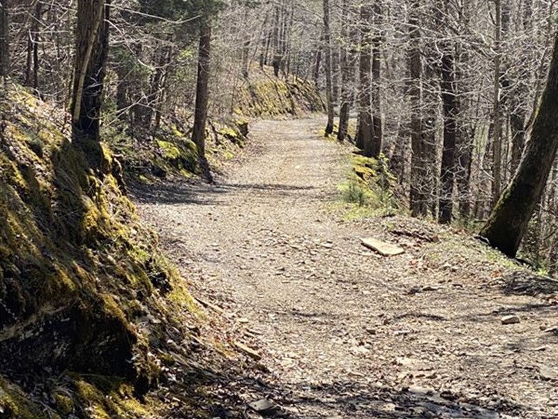 KY Woodland and Timber Auction : Creelsboro : Russell County : Kentucky