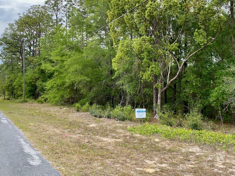 .23+ Acre Residential Lot : Citrus Springs : Citrus County : Florida