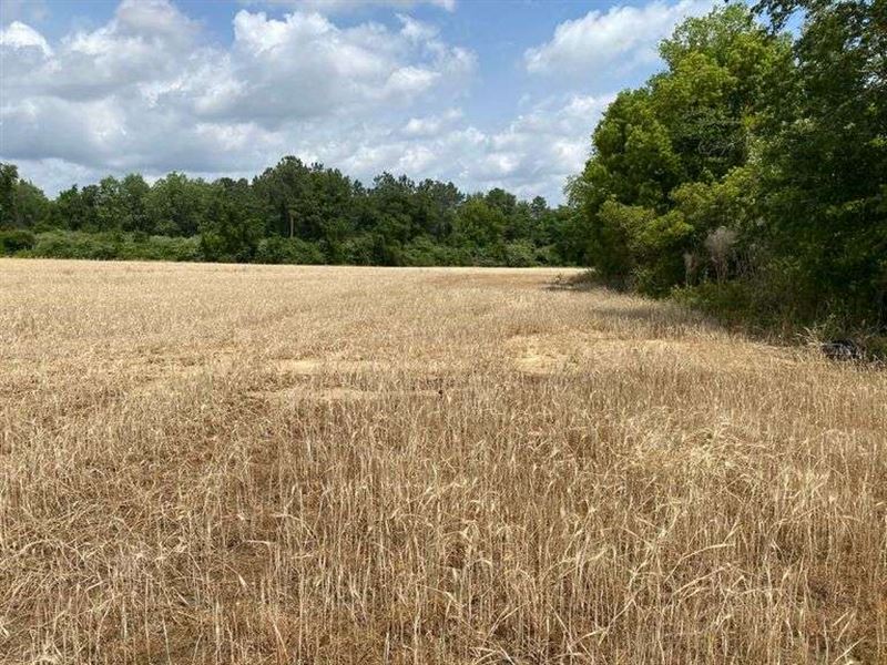 Land, Timber & Small Pond : Tifton : Tift County : Georgia