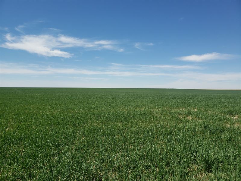 Bergsma Dryland Farm Auction : Goodland : Sherman County : Kansas
