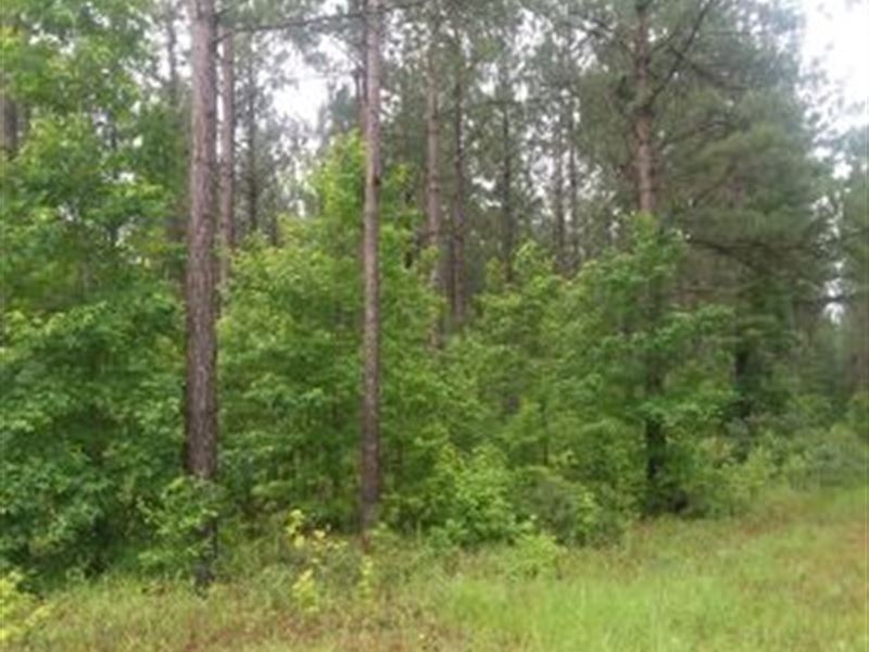 70 Acre Timber Tract : Ulmer : Bamberg County : South Carolina