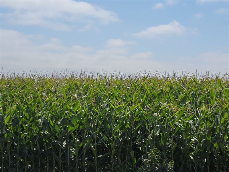 Flatlands, Irrigated Land, Auction : Holyoke : Phillips County : Colorado