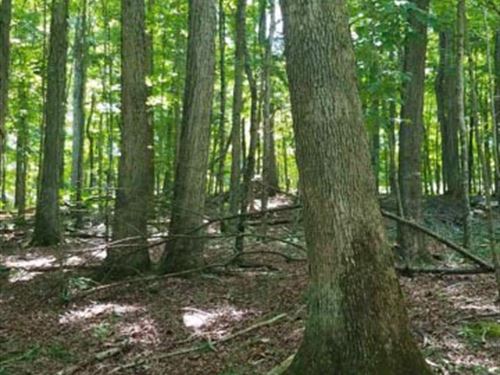 Timber Auction, 3.847 Million Bdft : Pall Mall : Pickett County : Tennessee