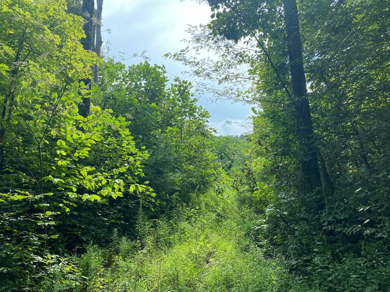 160 +/- Acres : Monticello : Wayne County : Kentucky