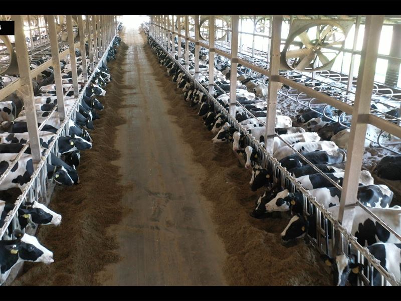 Southwest Wisconsin Dairy Dispersal : Fennimore : Grant County : Wisconsin