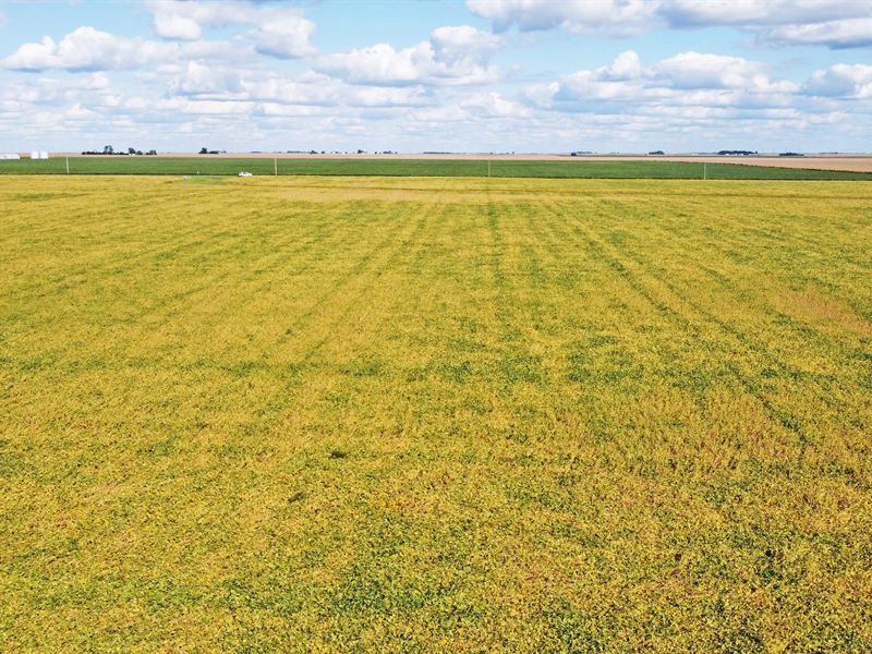 Coles County Farmland Auction : Humboldt : Coles County : Illinois