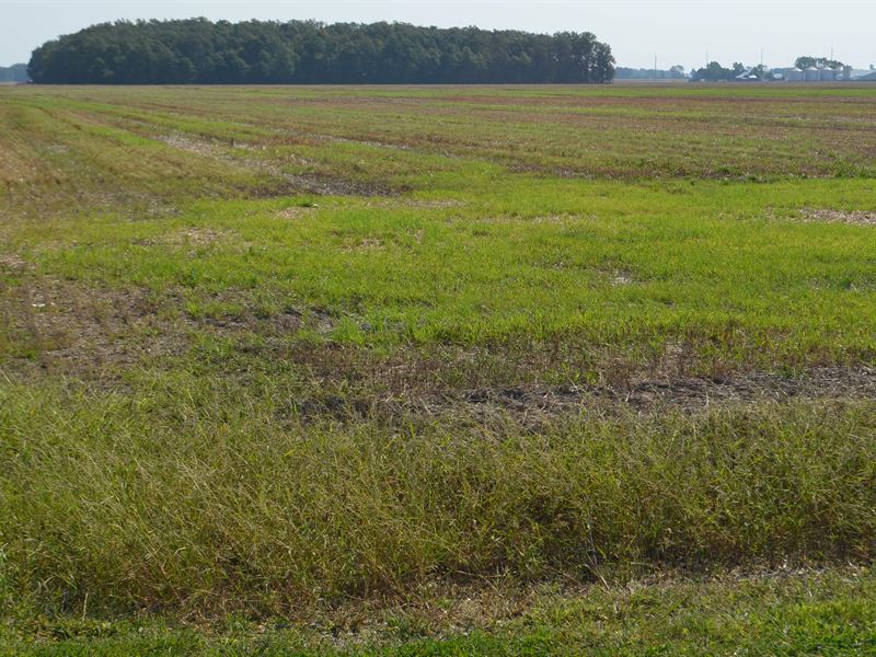 Land Auction, 578 +/- Acres : Defiance : Defiance County : Ohio