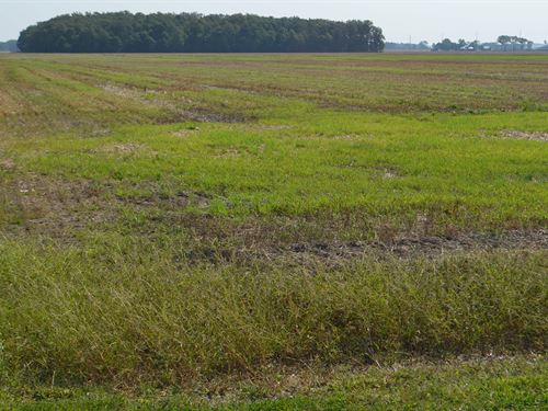Land Auction, 578 +/- Acres : Defiance : Ohio
