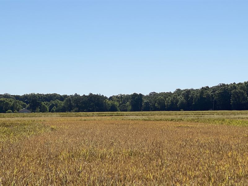 Arkansas Farmland Auction : Wynne : Cross County : Arkansas