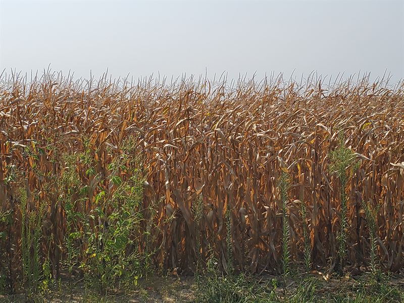 Butler County Grain Farm : Okeana : Butler County : Ohio